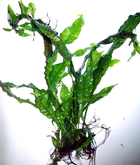 Java Fern